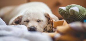 no kill shelters
