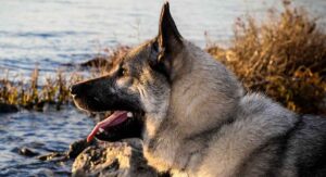 norwegian elkhound