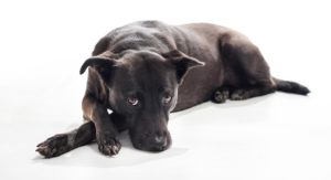 What is nuclear sclerosis in dogs?