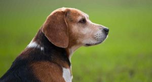 Old Beagle