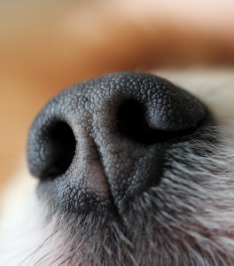 healthy open nostrils