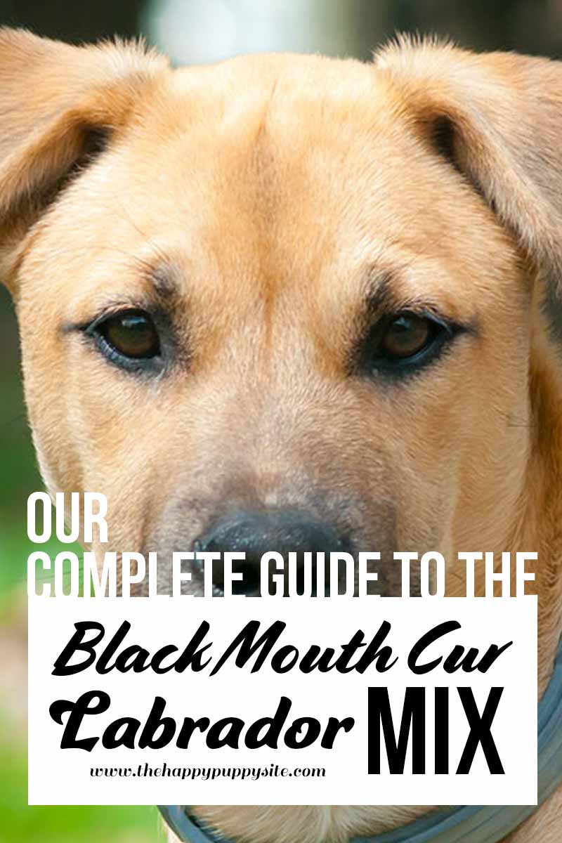 Our complete guide to the Black Mouth Cur Labrador Mix - Dog breed review.