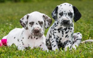 Best Outdoor Puppy Playpens