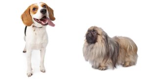 beagle mixes