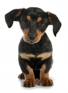 which is best, pedigree or mongrel