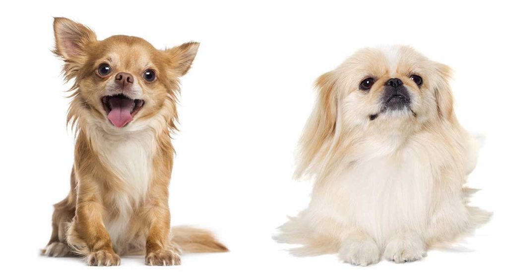 Pekingese Chihuahua Mix