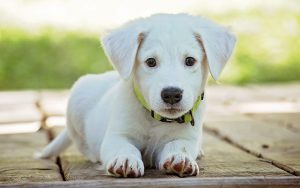 best personalized dog and puppy collars