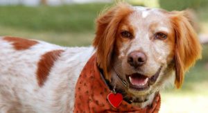 pet id tags