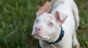 pitbull ears
