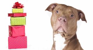 pit bull gifts