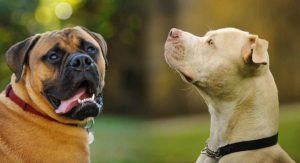 pitbull mastiff mix