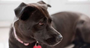Pitbull Mixes