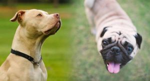 Pitbull Pug mix
