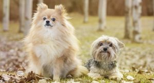 pom terrier