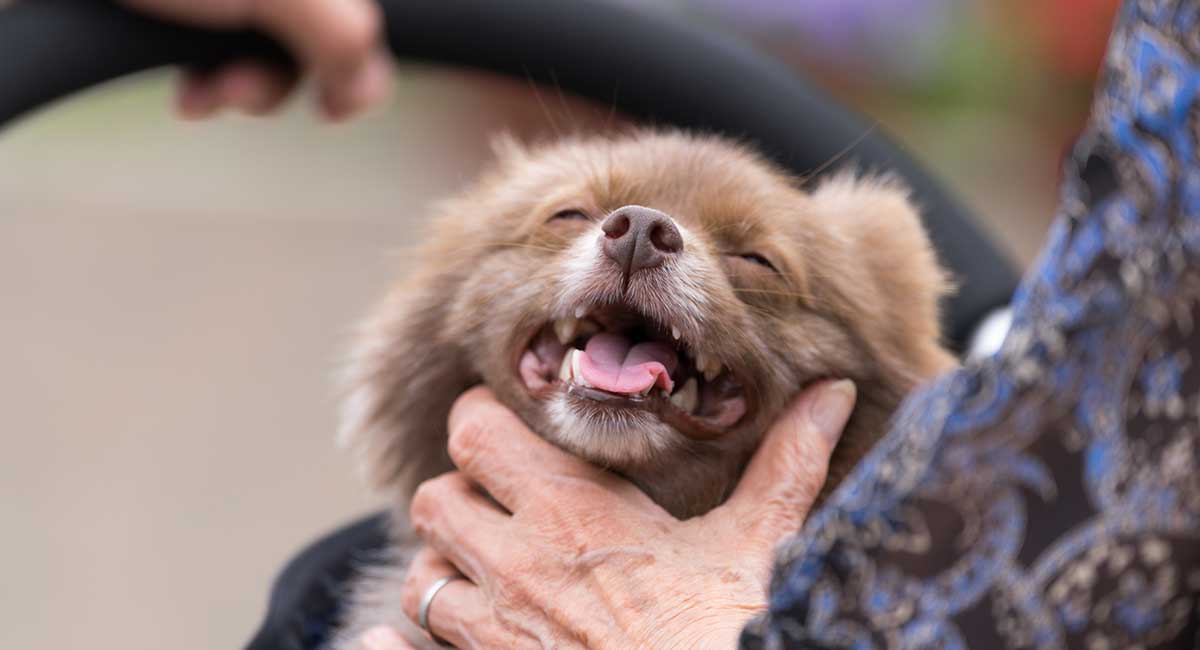 pomchi