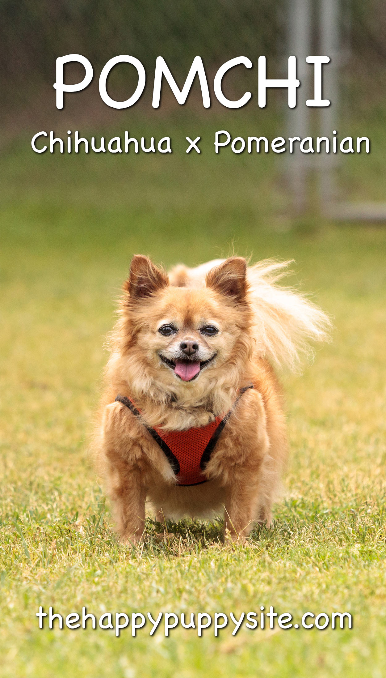Pomchi - The Chihuahua Pomeranian Mix