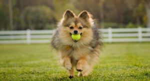 pomeranian temperament