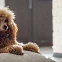 poodle