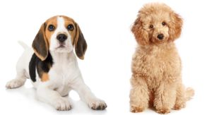 beagle mixes