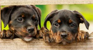 Positive puppy training - is it too permissive?