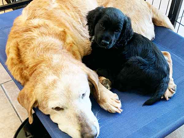 black cocker spaniel puppy cuddling up to old red labrador