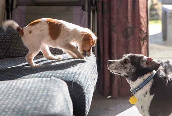 puppy on a couch teasing older dog