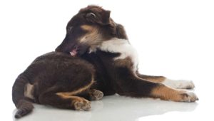 Puppy with fleas having a nibble at his leg