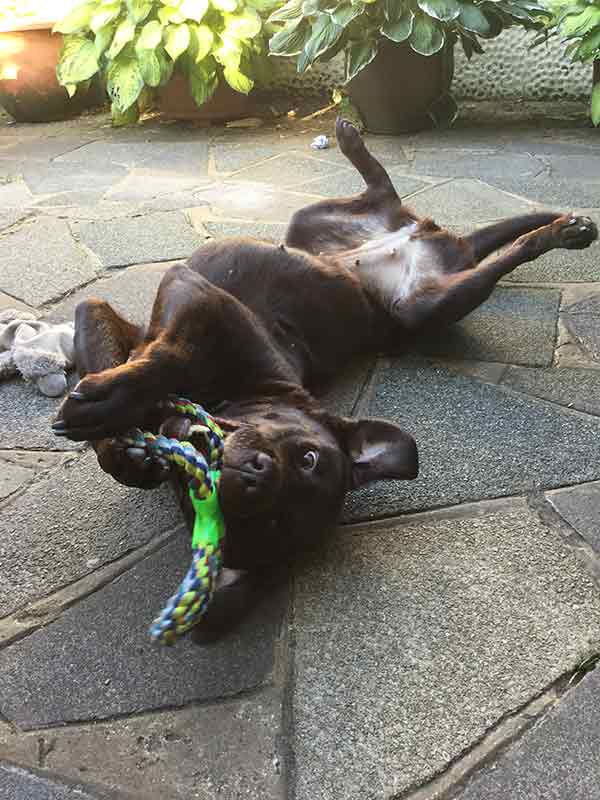 chocolate labrador on her back, playing with a tug toy