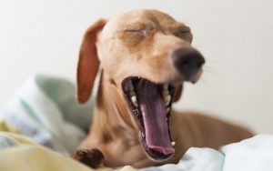 best raised dog beds