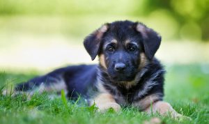 How to adopt a puppy from a shelter