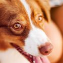 red dog breeds