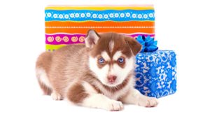red husky