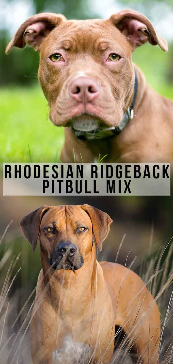 Rhodesian Ridgeback Pitbull Mix