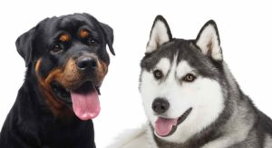 Rottweiler Husky Mix