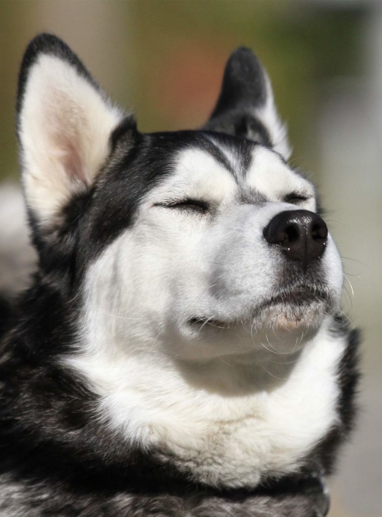 russian dog breeds