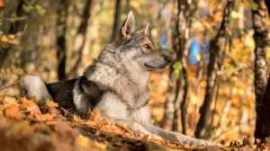 Saarloos Wolfdog