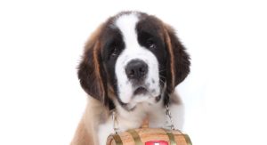 saint bernard