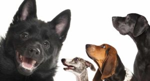 schipperke mixes