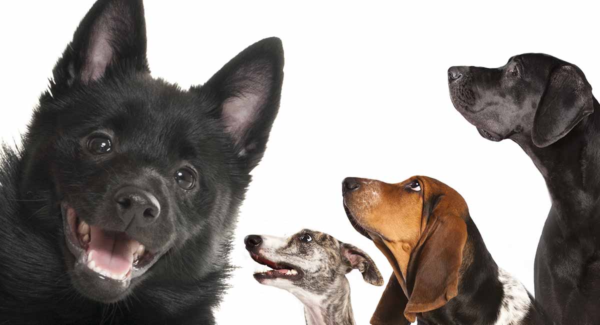 schipperke Mixes