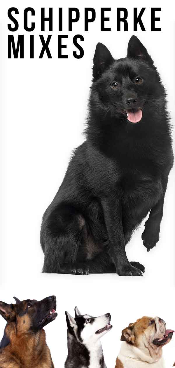 schipperke mixes
