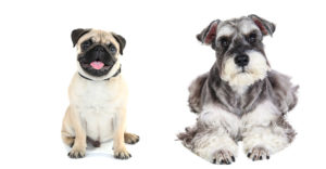 pug mixes - schnug