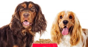 dog food for sensitive stomach