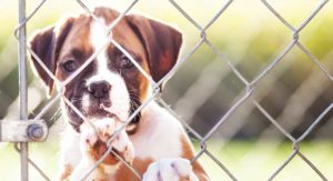 What is separation anxiety in dogs?