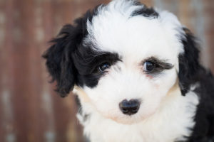 sheepadoodle - old english sheepdog poodle mix