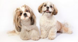 Shih Tzu bulldog mix
