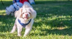 Shih Tzu Mixes
