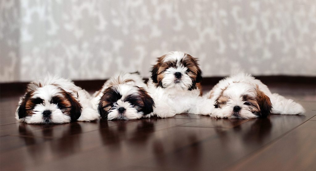 Shih Tzu Names