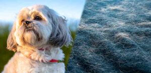shih tzu sitting by a rock