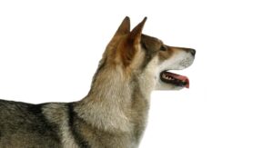Shikoku Dog