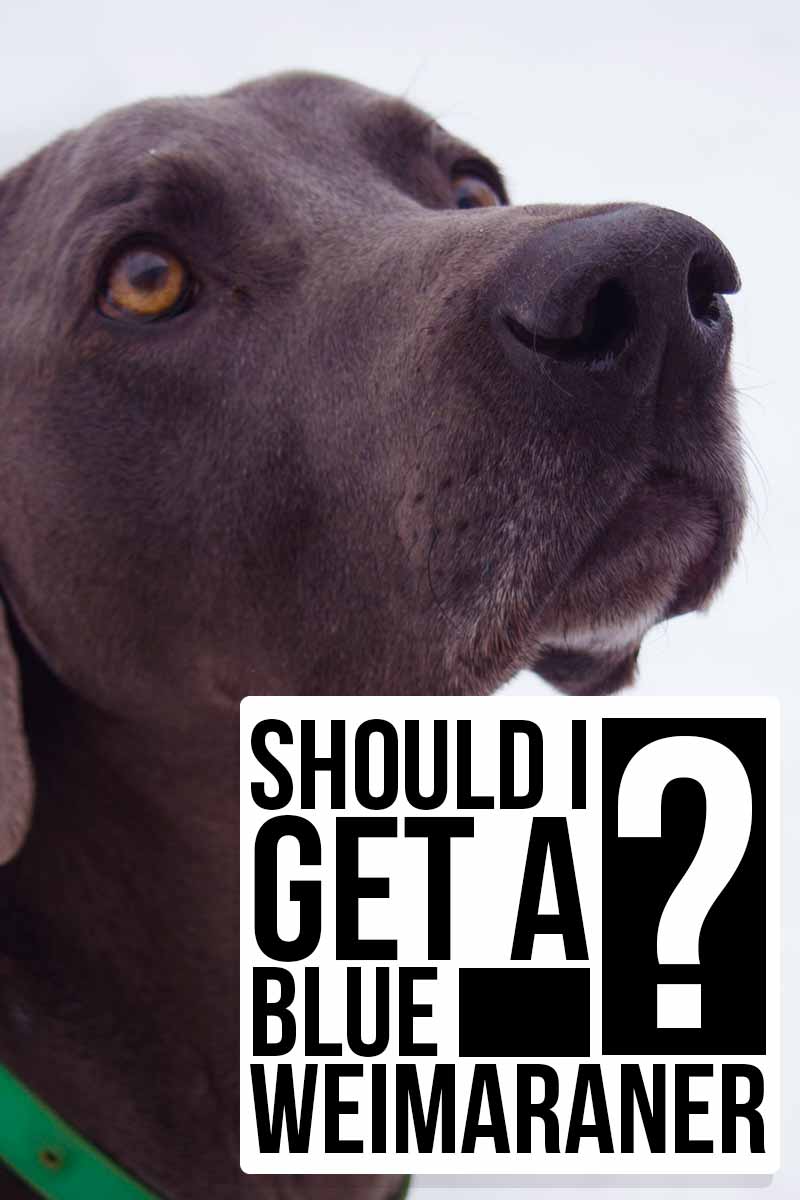 Should I get a Blue Weimaraner ? - Breed reviews from thehappypuppysite.com.